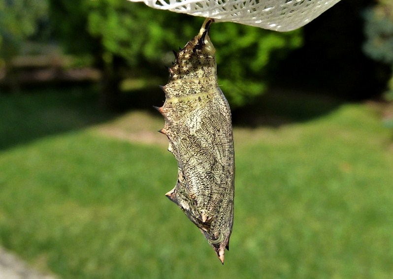 Alata meraviglia - Aglais io, dal bruco all''adulto